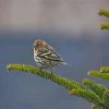 Bird On Balsam Fir paint by number