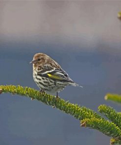 Bird On Balsam Fir paint by number