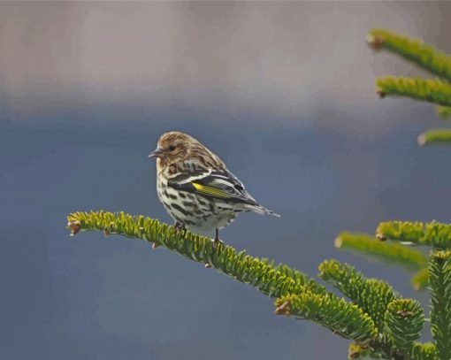 Bird On Balsam Fir paint by number