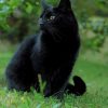 Black Cat In The Grass paint by number