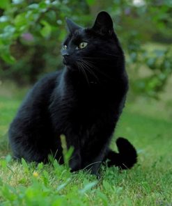 Black Cat In The Grass paint by number