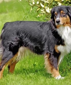 Black Tri Australian Shepherd On Grass paint by number