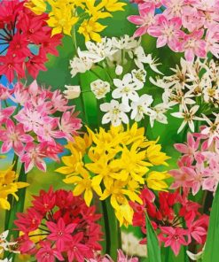 Colorful Allium Flowers paint by number