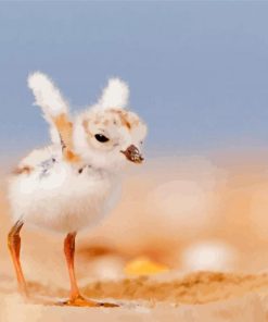 Cute Little Piping Plover Bird paint by number