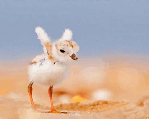 Cute Little Piping Plover Bird paint by number