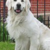 English Cream Golden Retriever paint by number