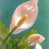 Peace Lily Flowers Paint by number