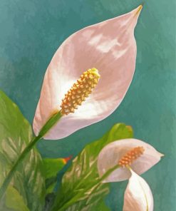 Peace Lily Flowers Paint by number