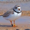 Piping Plover Bird paint by number