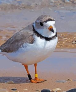 Piping Plover Bird paint by number