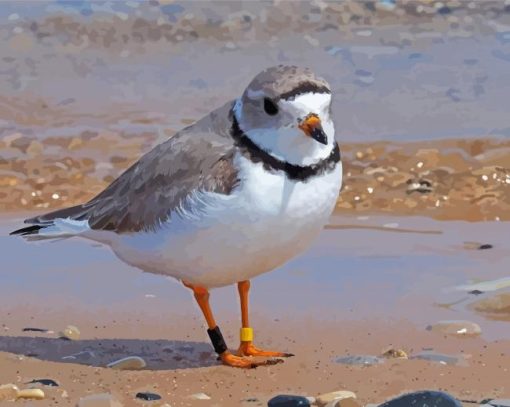 Piping Plover Bird paint by number