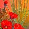 Red Desert Flowers paint by number