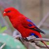 Red Lory Bird On Branch paint by number