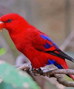 Red Lory Bird On Branch paint by number