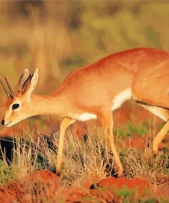 Wild Steenbok Animal paint by number