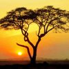 African Tree Silhouette paint by number