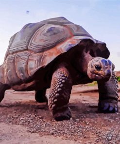 Aldabra Giant Tortoise paint by number