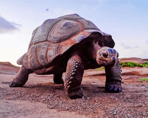 Aldabra Giant Tortoise paint by number