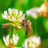 Bee On White Clover Flower Paint by number