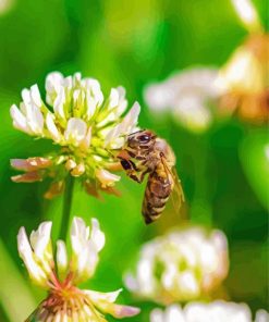 Bee On White Clover Flower Paint by number