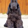 Black Cocker Spaniel Dog Paint by number