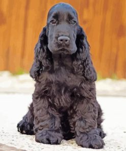 Black Cocker Spaniel Dog Paint by number