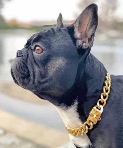 Black French Bulldog With Collar Paint by number