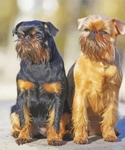 Black And Beige Brussels Griffon paint by number