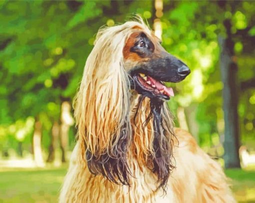 Blonde Afghan Hound paint by number