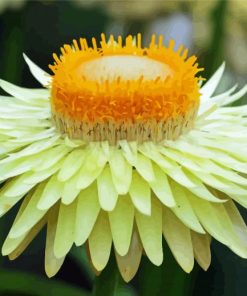 Blooming Yellow Paper Daisy paint by number