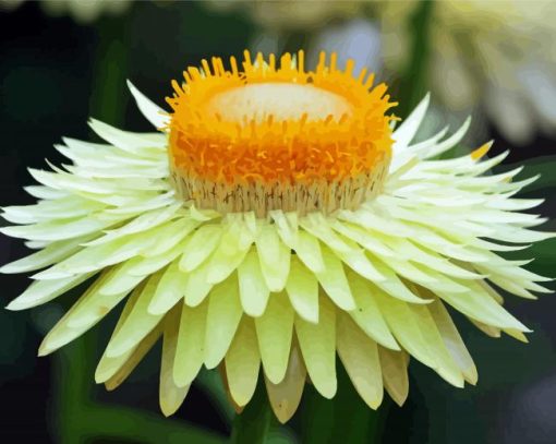 Blooming Yellow Paper Daisy paint by number