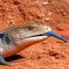 Blue Tongued lizard paint by number