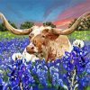 Bluebonnet And Longhorn paint by number