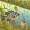 Bluegill Fish Underwater paint by number