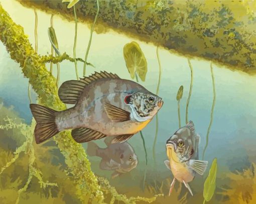 Bluegill Fish Underwater paint by number