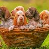 Bracco Italiano Puppies In Basket paint by number