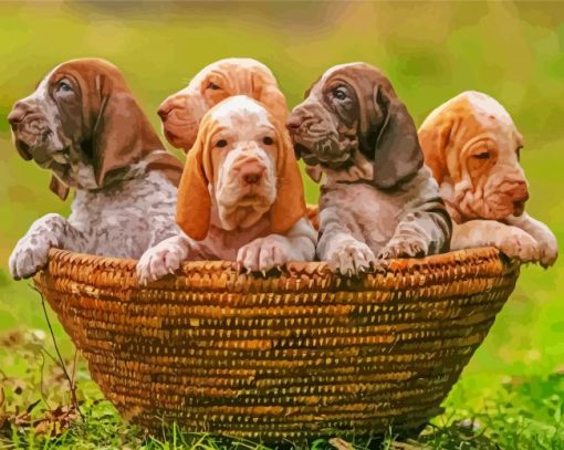 Bracco Italiano Puppies In Basket paint by number