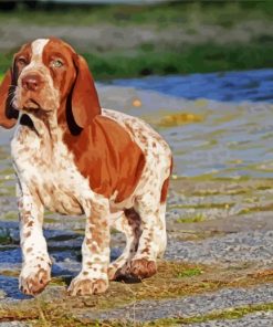 Bracco Italiano Puppy paint by number