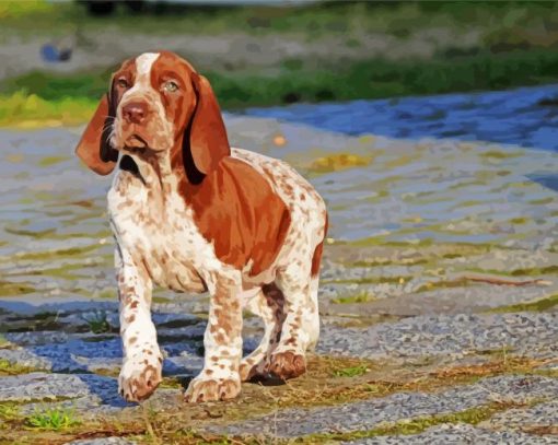 Bracco Italiano Puppy paint by number