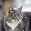 Cat And Snow paint by number