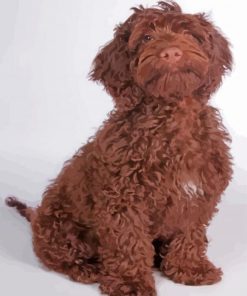 Chocolate Cockapoo Dog paint by number