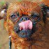 Close Up Brussels Griffon paint by number