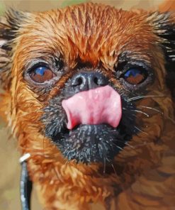 Close Up Brussels Griffon paint by number