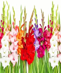 Colorful Gladioli Plants paint by number