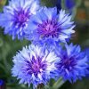 Corn Flowers paint by number