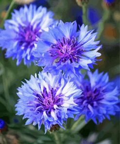 Corn Flowers paint by number