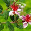 Feijoa Flowers Paint by number