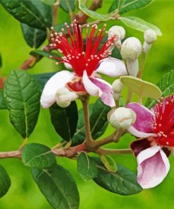 Feijoa Flowers Paint by number