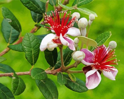 Feijoa Flowers Paint by number