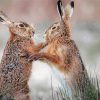 Fighting Hares Paint by number